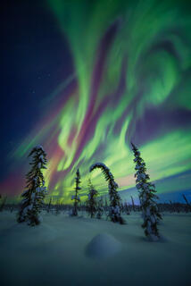 northern lights explode in the sky over snow covered spruce trees in Alaska in a open field covered in snow.