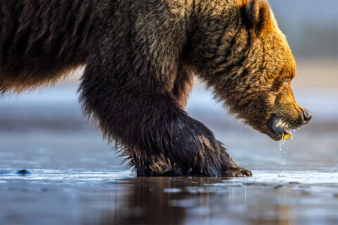 Wildlife Photography in Lake Clark National Park: Coastal Brown Bear Focus