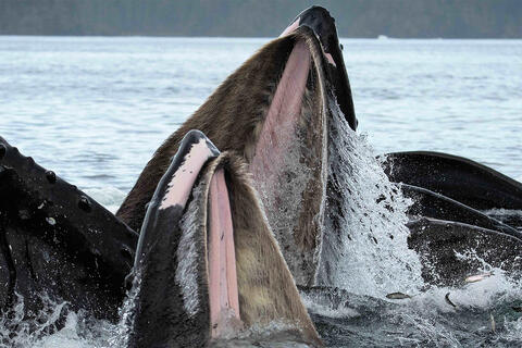 Bubble-Net Feeding Alaska: Humpback Whale Photography Guide