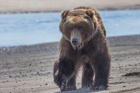 Brown Bear Encounters in Lake Clark National Park: Brown Bears of Alaska