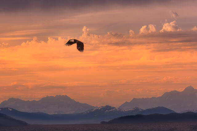 Soaring Sunset Freedom print