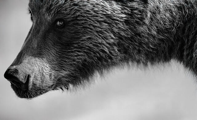 Black and white brown bear profile portrait with fur detail and watchful eye, Lake Clark National Park Alaska