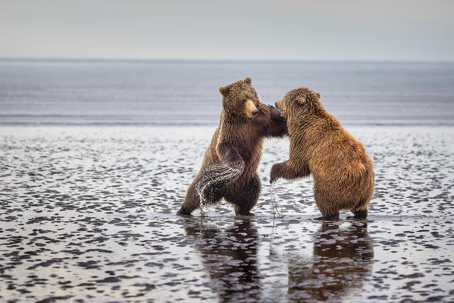 Alaska Brown Bear Photography Workshop | September 2026 Fall Salmon Run