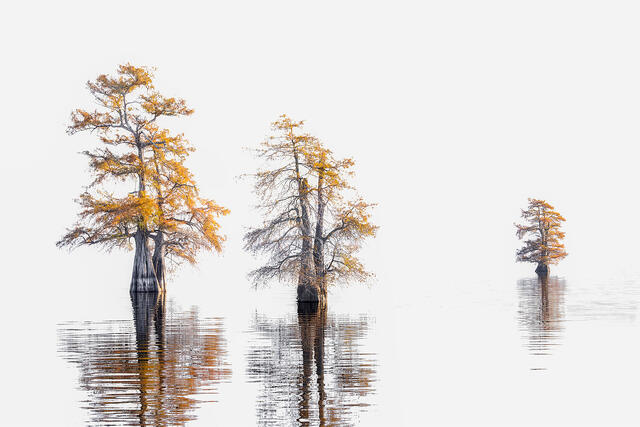 Bayou Perspectives  print