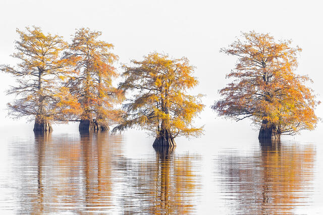 High Key Bayou print