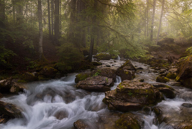 Atmospheric misty forest light breaking through trees with silky long exposure creek flowing over moss-covered rocks at Cascade d'Ardent French Alps France