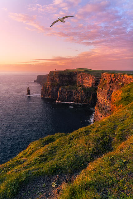Dramatic Cliffs of Moher at sunset with seagull soaring overhead under vibrant pink and purple sky on Ireland's Atlantic coast