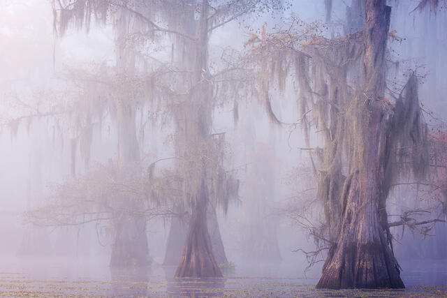Atmosphere of the Bayou print