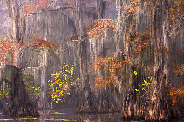 Bayou Perfection print