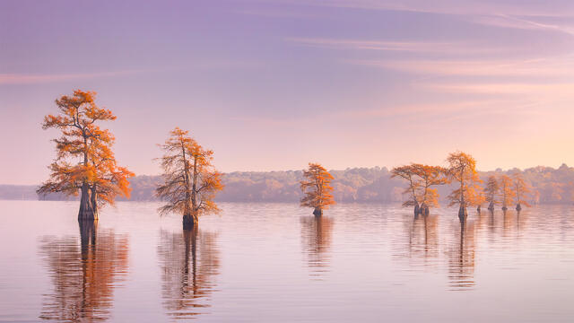 Caddo Lake Photography in Texas