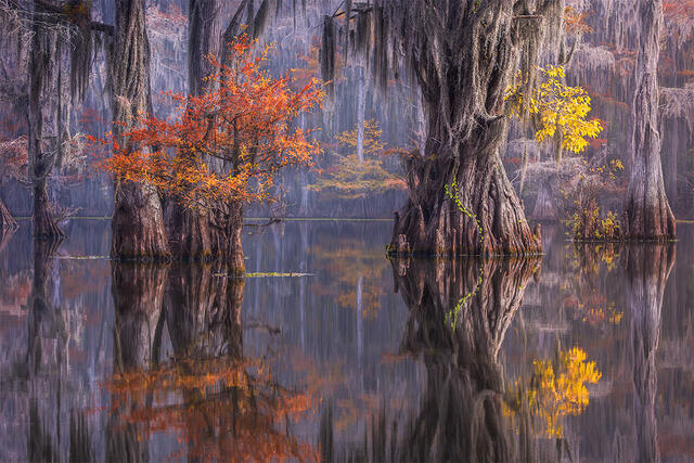 Bayou Reflections print