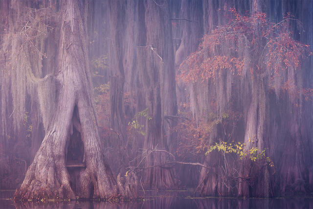 Mystical Bayou print