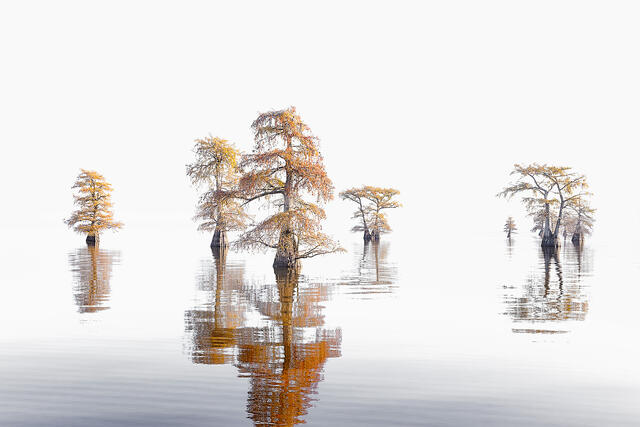 High Key Caddo Lake print