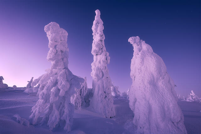Three towering rime-ice-encrusted spruce trees photographed from a low angle against a violet-to-lavender twilight sky along the Dalton Highway in Alaska.