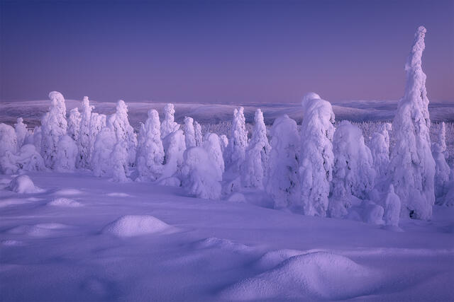 Dozens of snow ghost spruce trees encrusted in rime ice stand across a rolling snowfield along the Dalton Highway in Interior Alaska.