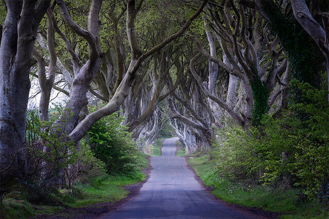 Mystical tunnel of ancient twisted beech trees creating natural archway along country road at the Dark Hedges in Northern Ireland with soft ethereal light