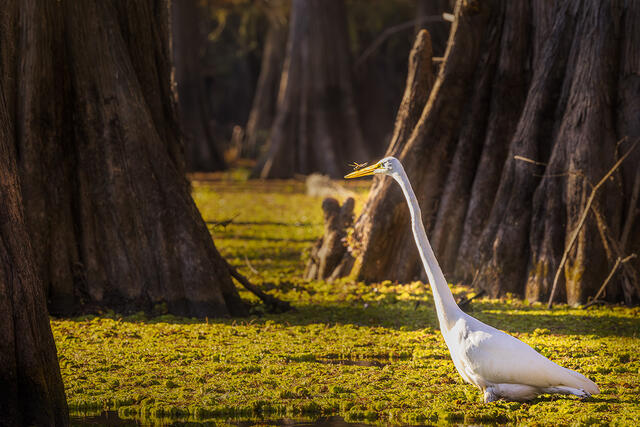 A Egret still and focused has a dragonfly on it's bill while it hunts for food showing the intense concentration and focus of the bird.