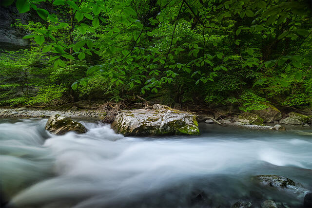 Turquoise glacial water with silky long exposure flowing around lone prominent rock beneath vibrant spring green forest canopy, Dranse River French Alps France