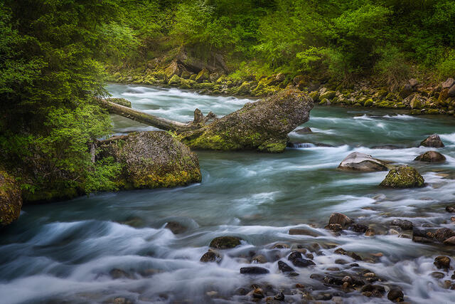 Dramatic river bend with silky long exposure turquoise glacial water flowing around moss-covered fallen tree in lush green forest, Dranse River French Alps Fran