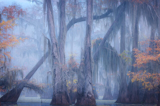 Morning Mist print