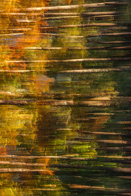 Sideways Bayou print