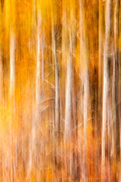 Bayou Gold print