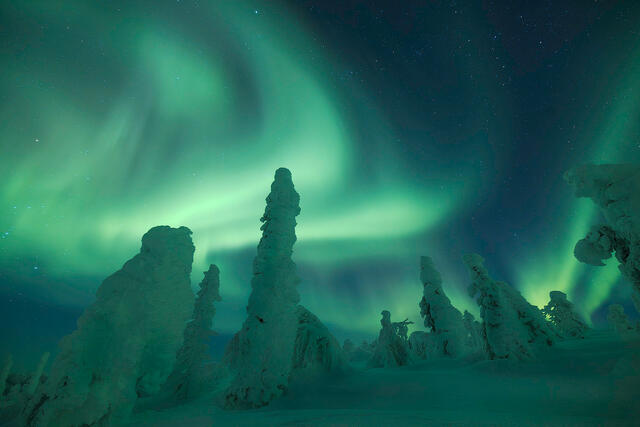 Green aurora borealis sweeping across a star-filled sky above snow-loaded spruce trees, the snow ghosts of interior Alaska, on a clear winter night.