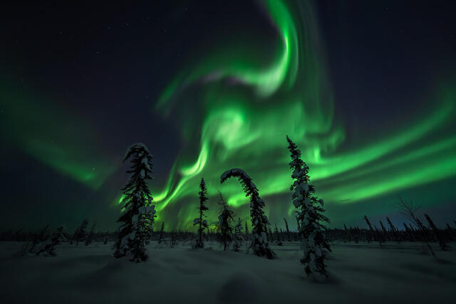 Arctic Dance print