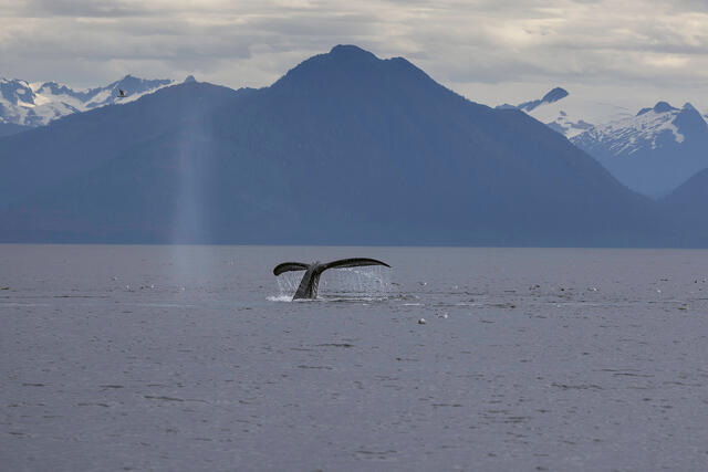 Southeast Alaska Wildlife Photography Tour: Eight Days by Boat and on Land