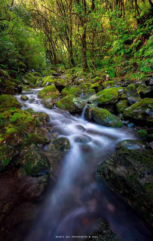 A flowing stream over moss-covered rocks, surrounded by lush green trees and foliage.