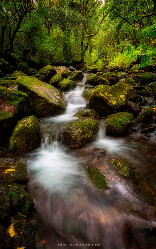 A peaceful stream flowing over mossy rocks in a lush green forest.