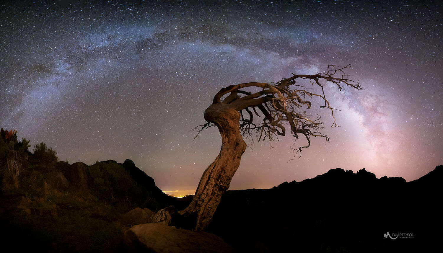 A twisted, bare tree silhouetted against a starry night sky and the Milky Way.