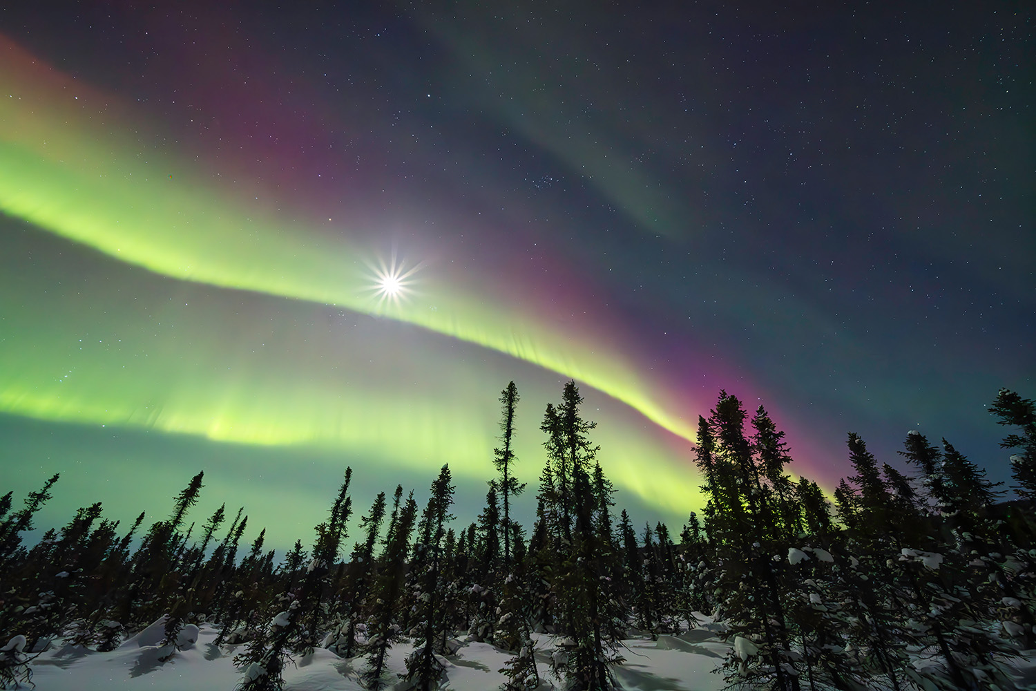 Bright green and purple northern lights above snowy trees under a starry sky and the moon.
