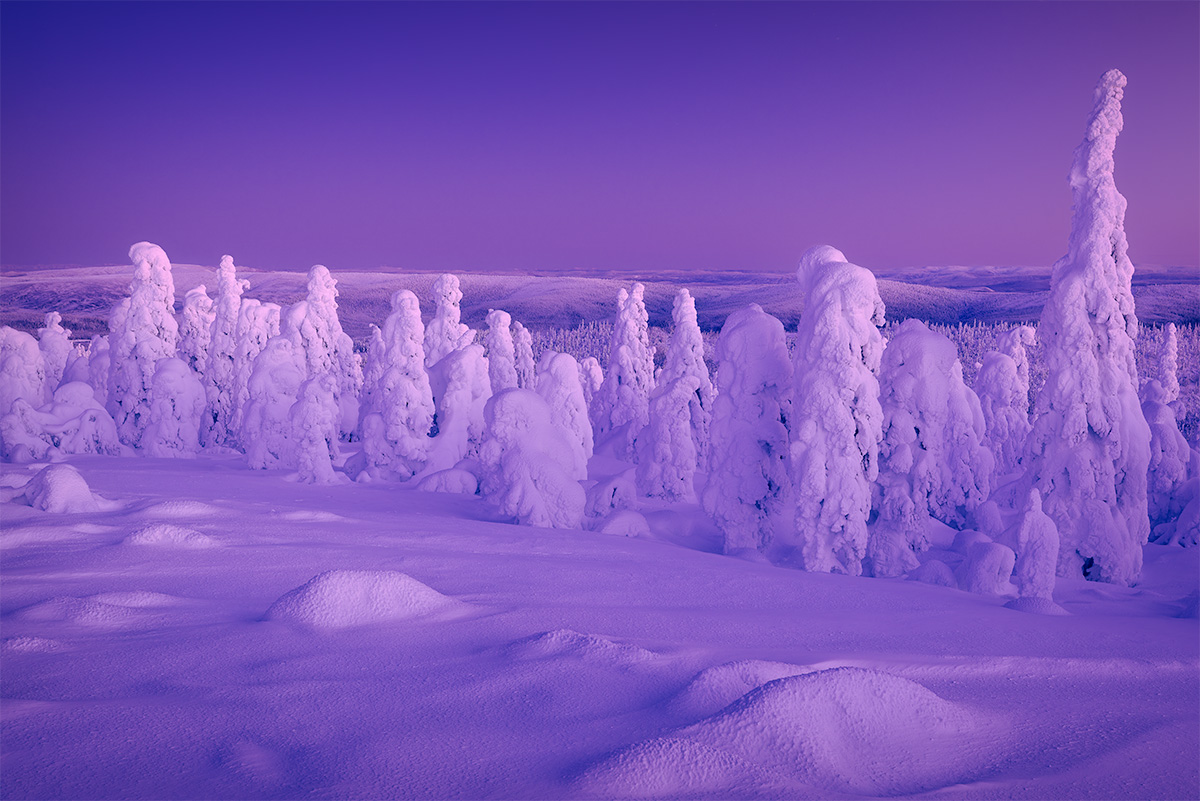 Snow-covered trees in a serene Alaskan landscape, glowing under a purple sunset sky.