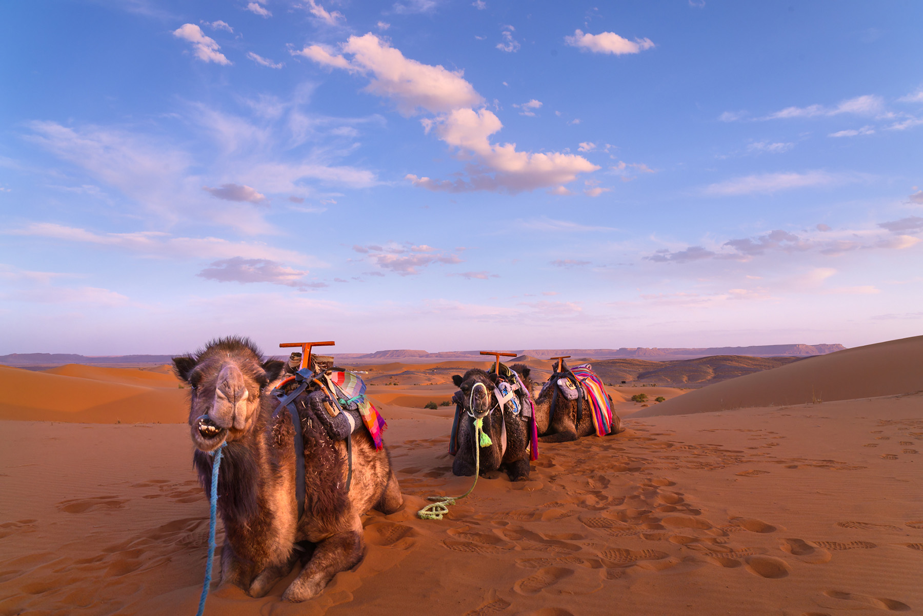 3 camels rest in the sand of the Sahara Desert.