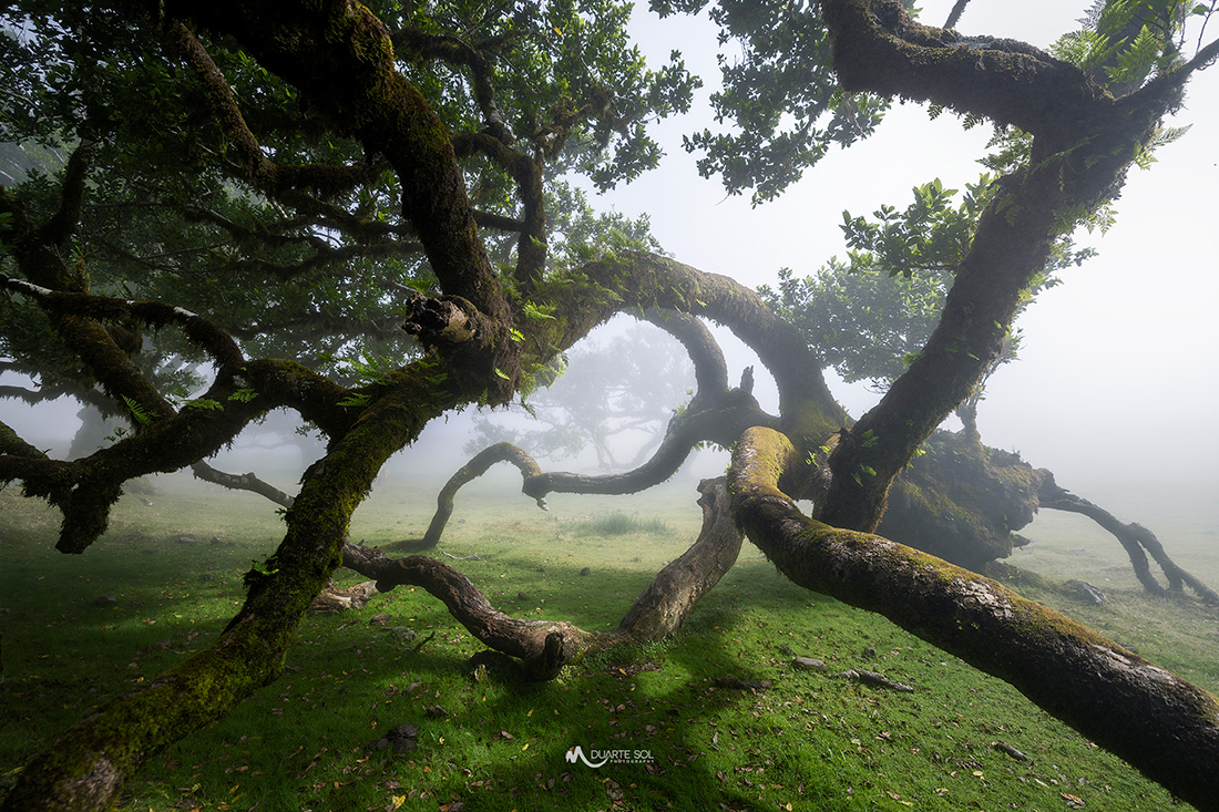 Twisted tree branches covered in moss, surrounded by fog and green grass.
