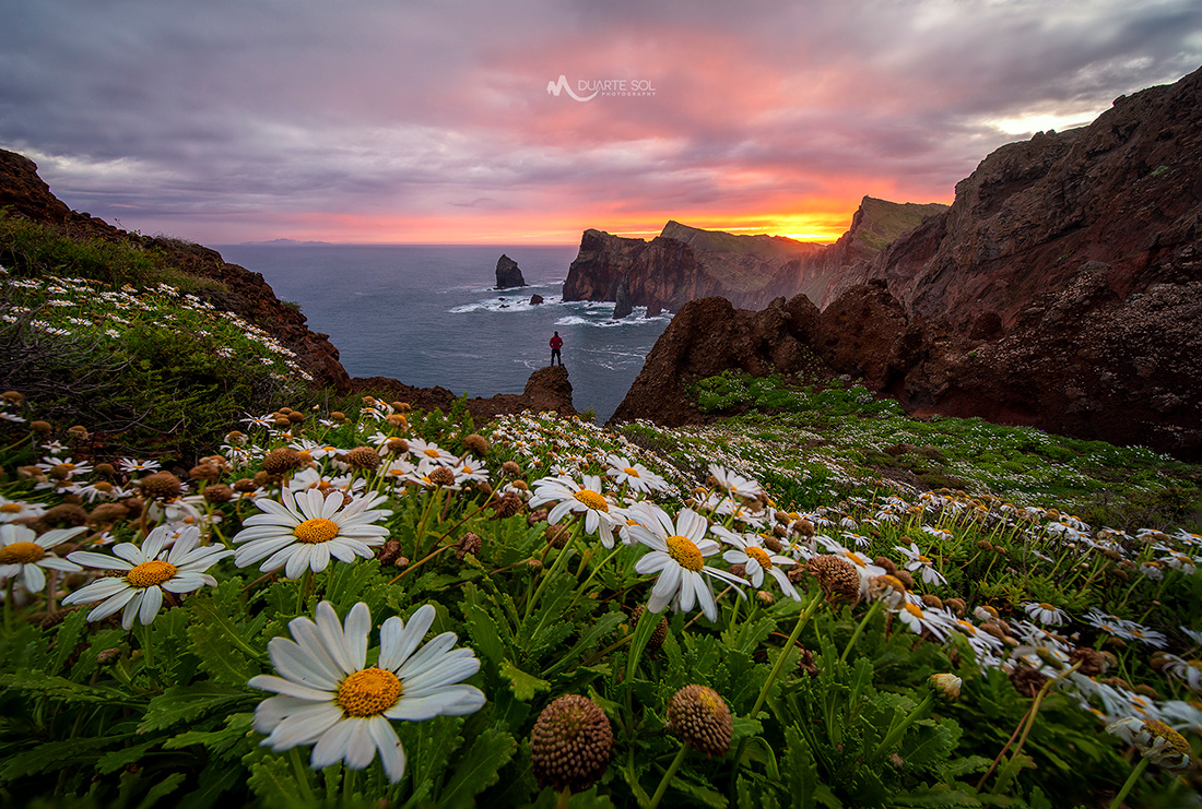 A person standing on rocky cliffs overlooking the ocean and sunset, with daisies in the foreground.
