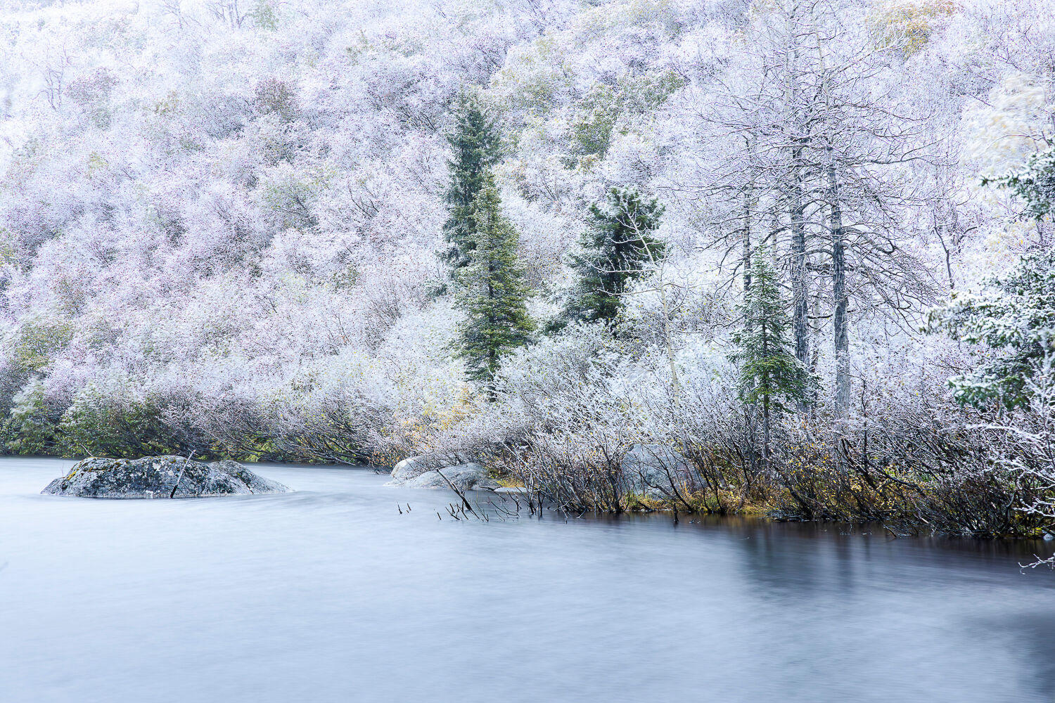 Serene winter landscape featuring a calm Alaskan lake surrounded by snow-covered trees and shrubs during a fall photography workshop. Frosted branches and evergreen conifers line the shoreline, with a dense, white-cloaked forest on a hillside in the background, highlighting Alaska's tranquil beauty.