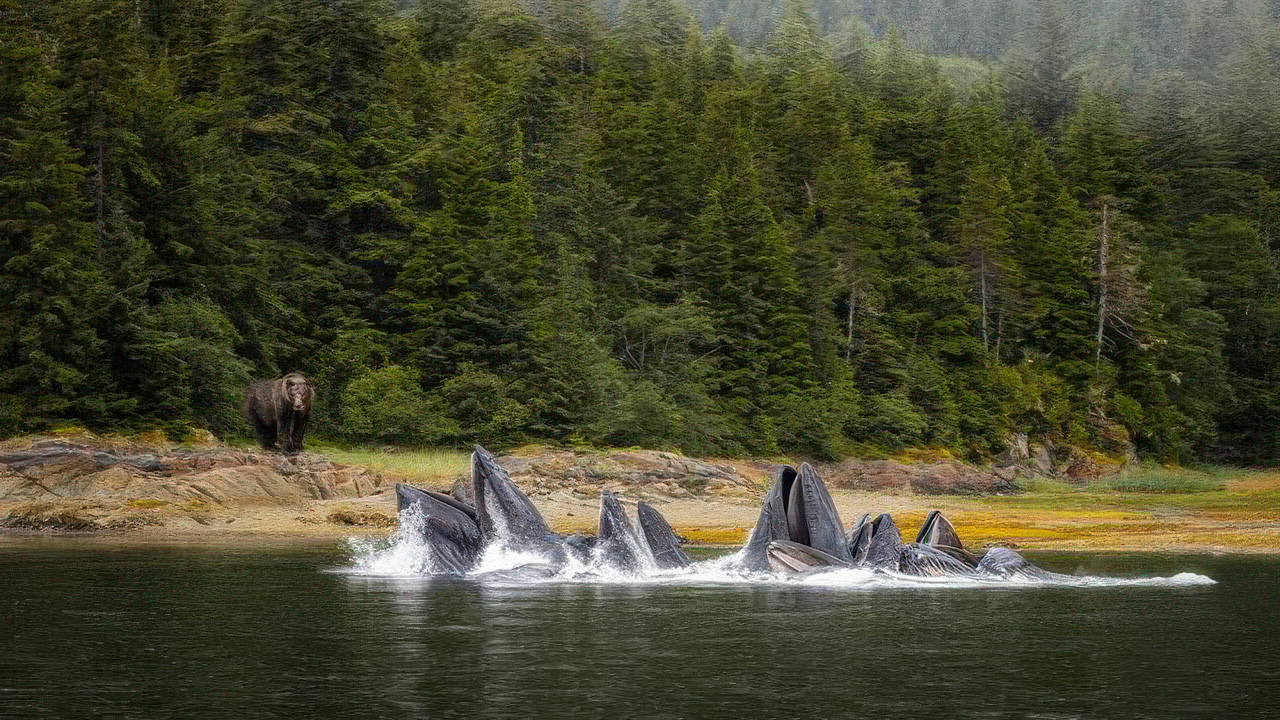 Brown bear looks on from the shore as a group of humpback whales feed on krill and herring