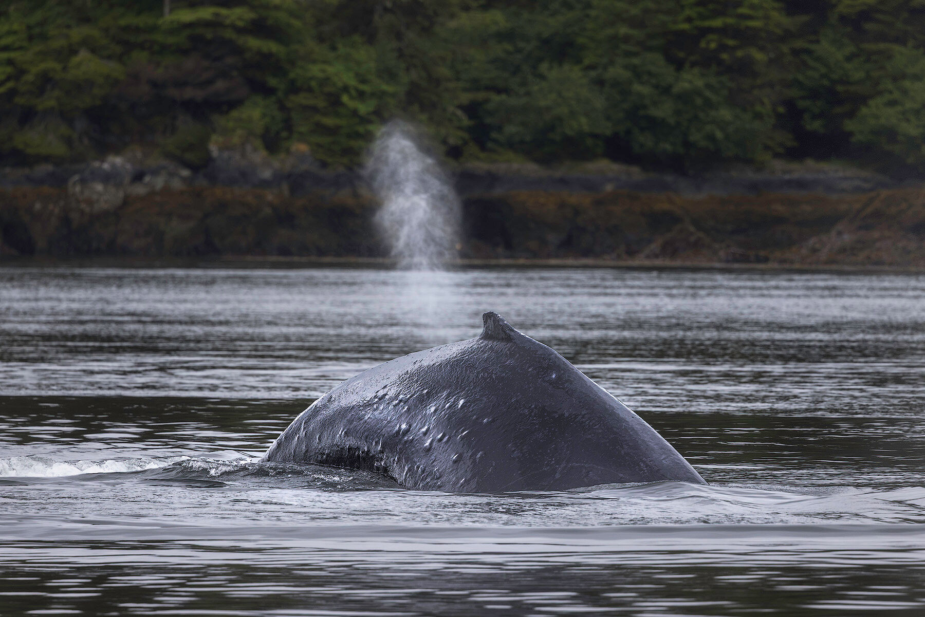 Humpback whale back and dorsal fin with a blow rising against a rocky, forested shoreline, photographed on an Alaska whale photography workshop
