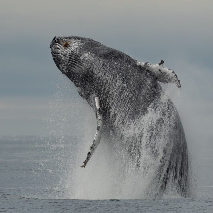 Breeching humpback whale off the coast of Alaska
