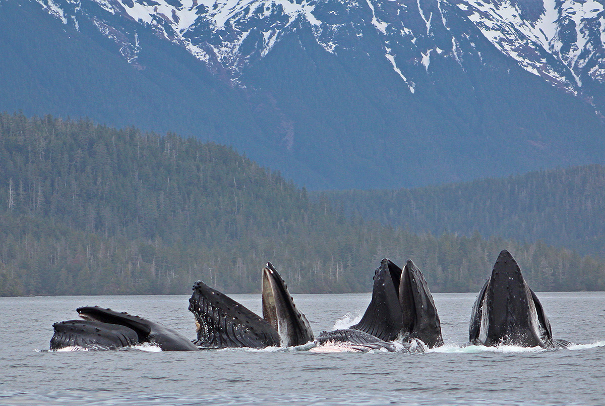Group of feeding humpback whale's in Southeast Alaska