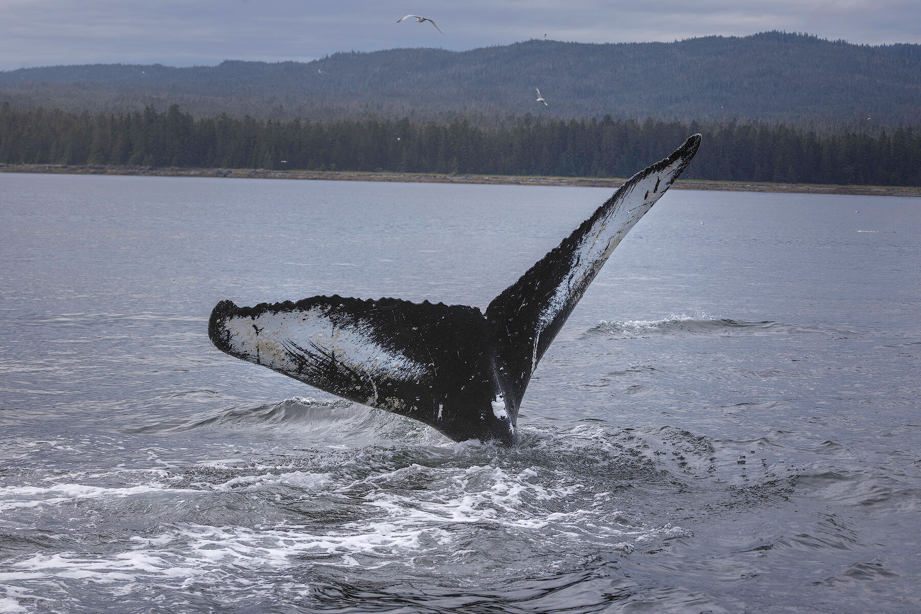 Close view of a humpback whale fluke showing its black and white underside as the whale dives in Southeast Alaska