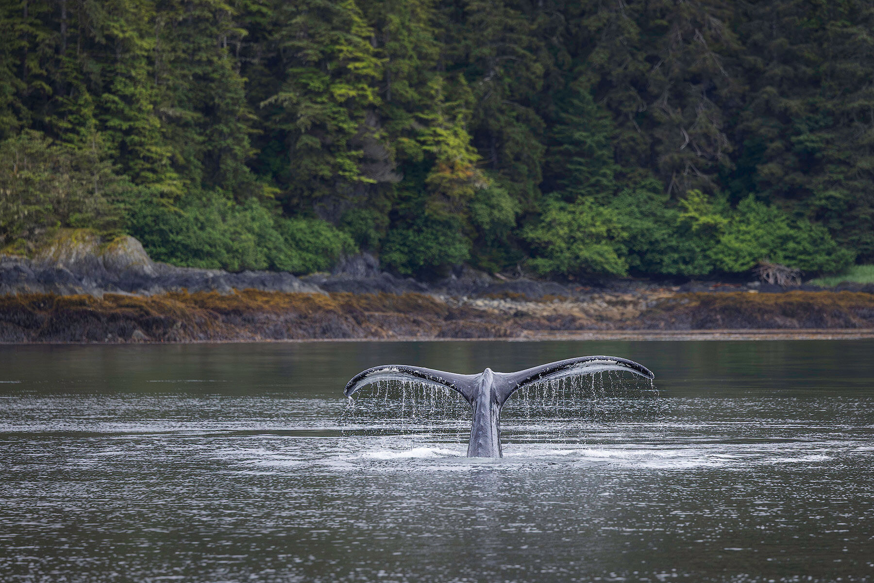 Humpback whale fluke dripping water in front of the temperate rainforest shoreline, photographed on an Alaska whale photography workshop