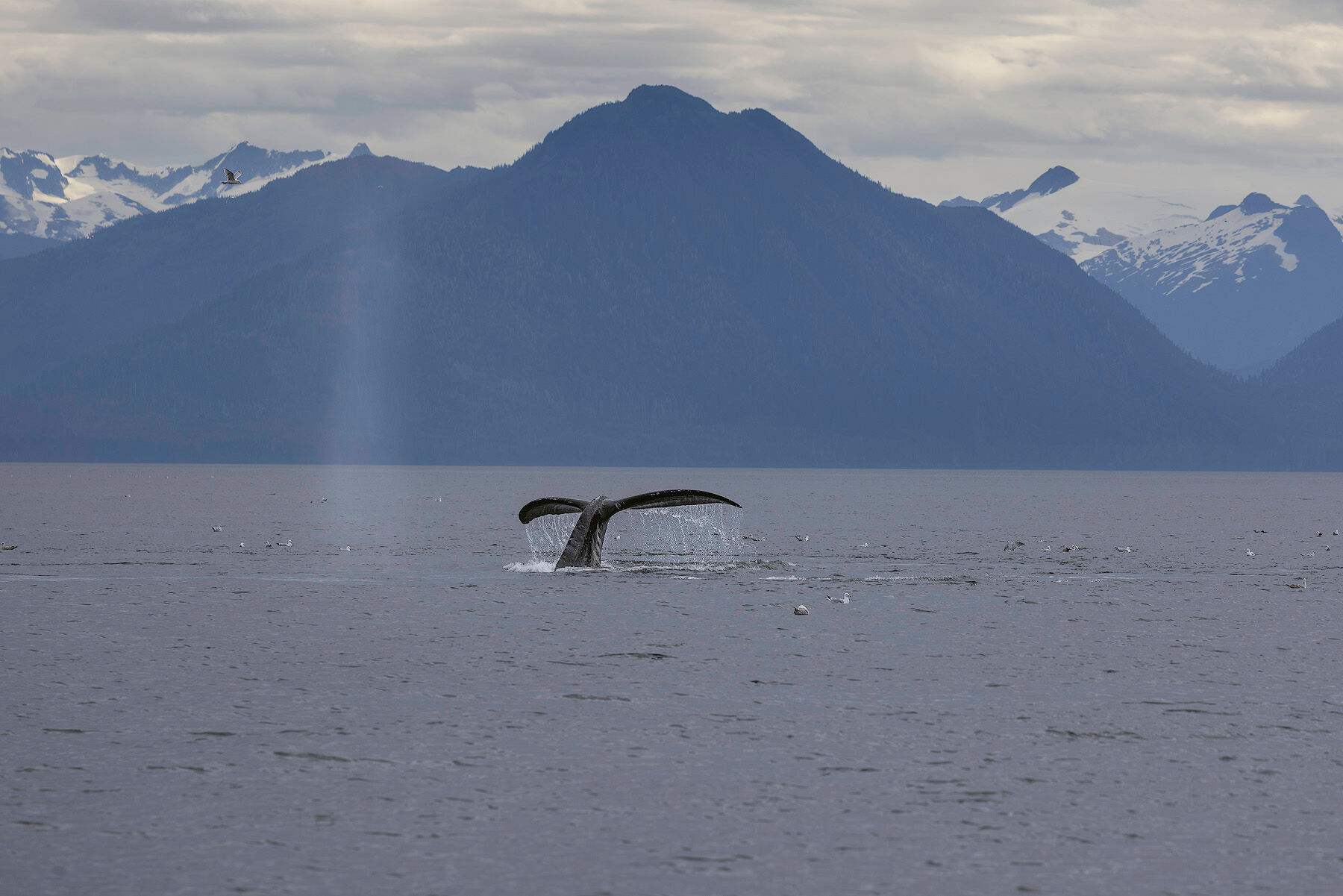 Humpback whale raising its fluke in front of snow-capped mountains in Southeast Alaska, photographed on a humpback whale photography workshop