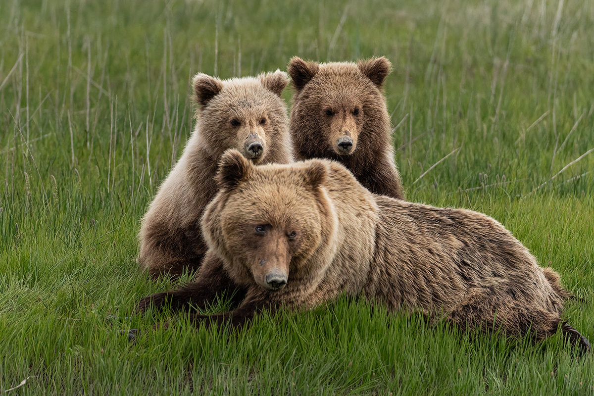 Coastal brown bear photograph by workshop guest Janice H., Lake Clark spring bear photography workshop