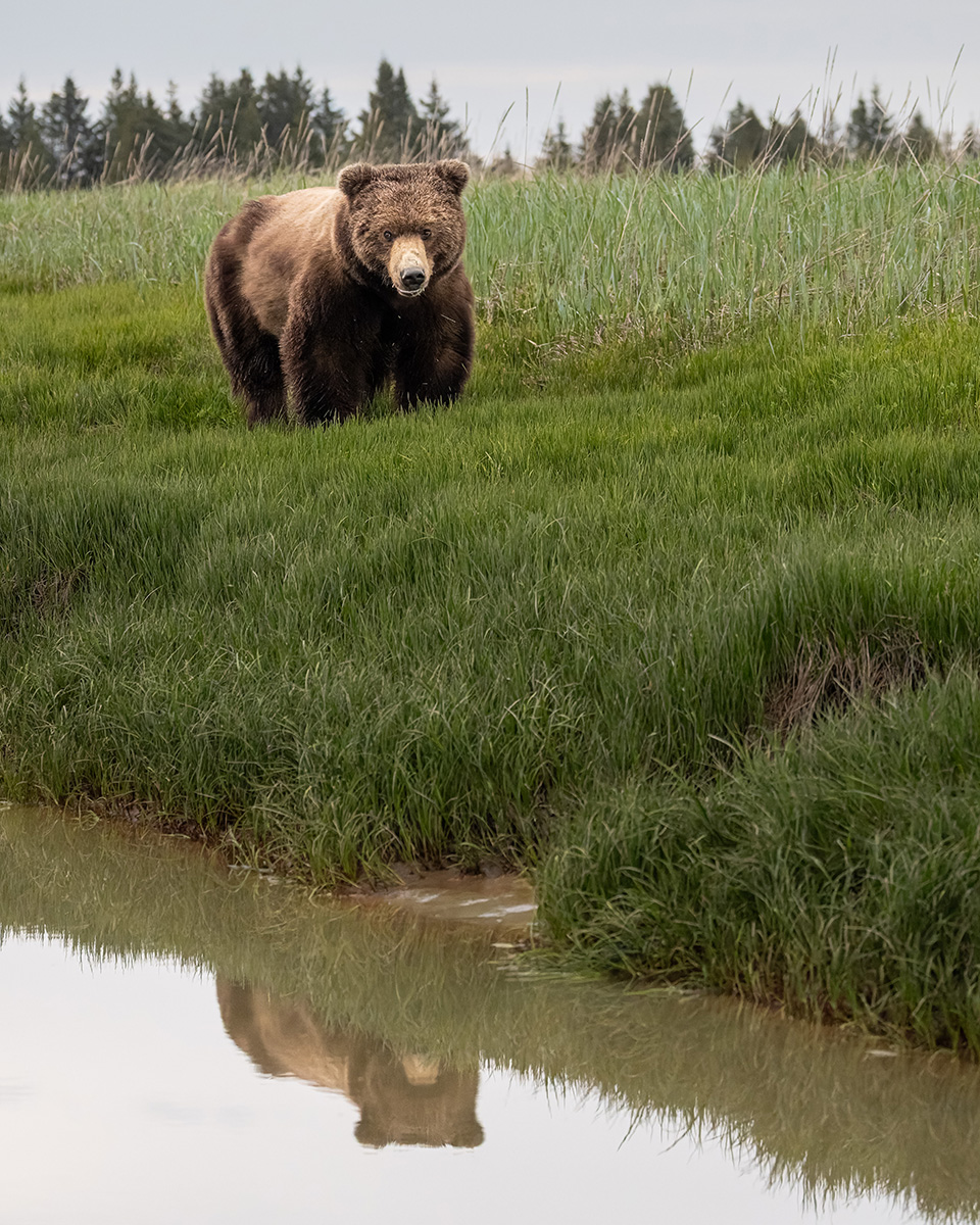 Coastal brown bear photograph by workshop guest Janice H., Lake Clark spring bear photography workshop