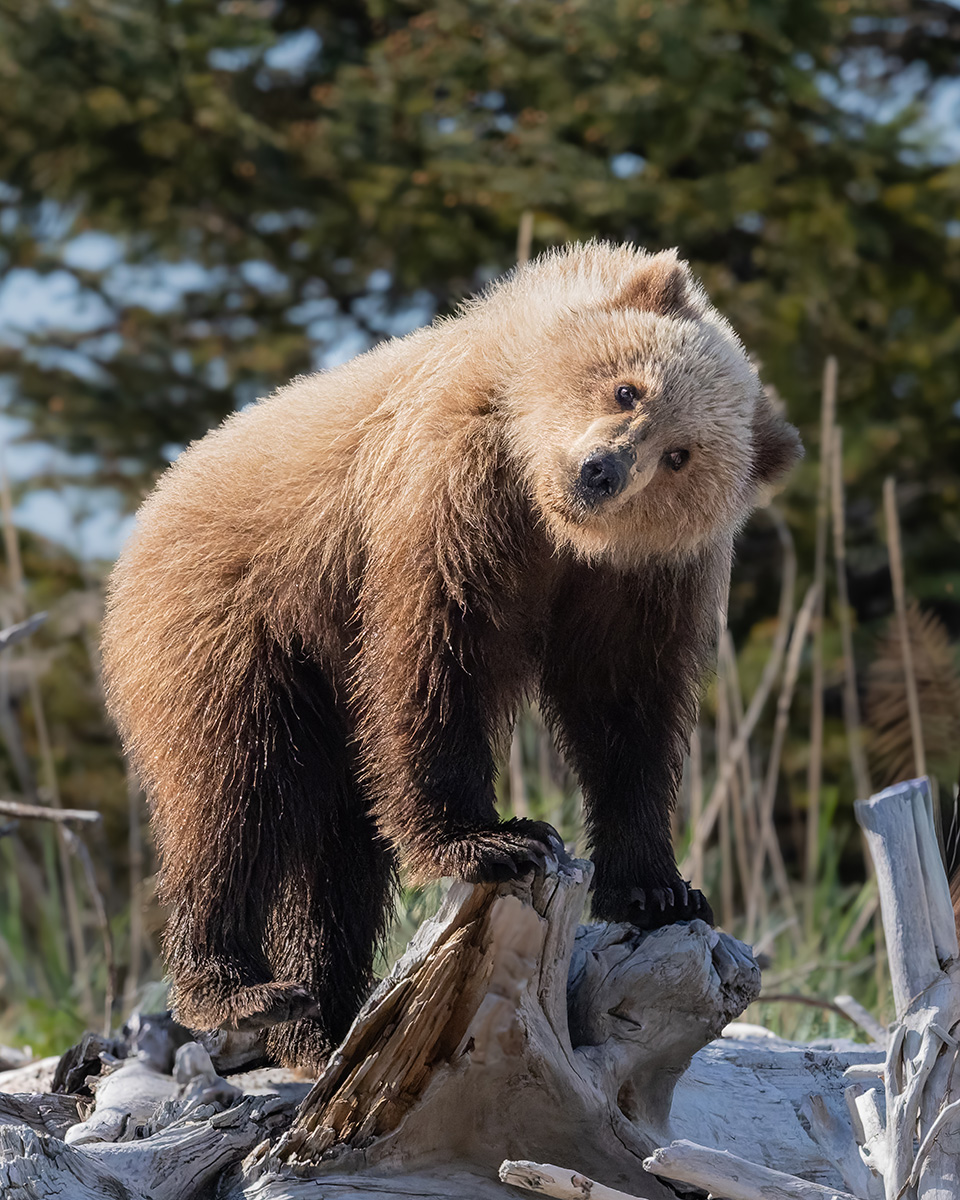 Coastal brown bear photograph by workshop guest Janice H., Lake Clark spring bear photography workshop