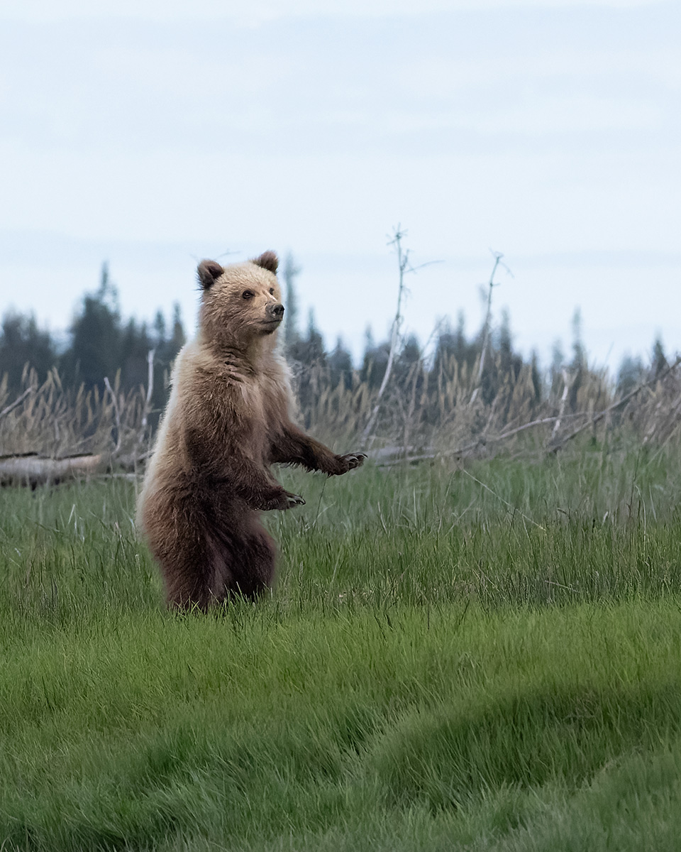 Coastal brown bear photograph by workshop guest Janice H., Lake Clark spring bear photography workshop