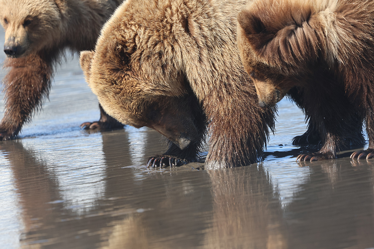 Coastal brown bear photograph by workshop guest Steve W., Lake Clark spring bear photography workshop